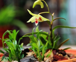 鐵皮石斛怎么養(yǎng)？鐵皮石斛盆栽種植方法