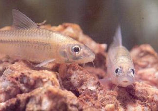 馬口魚能養(yǎng)殖嗎？馬口魚怎么養(yǎng)？