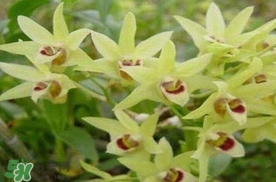 鐵皮石斛花多少錢一斤2017？石斛花多少錢一斤