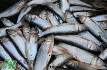 馬口魚多少錢一斤2017？野生馬口魚多少錢一斤？