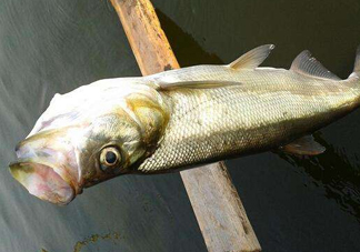 翹嘴魚是白條嗎？翹嘴魚和白條的區(qū)別