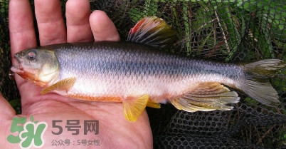 馬口魚多少錢一斤2017？野生馬口魚多少錢一斤？