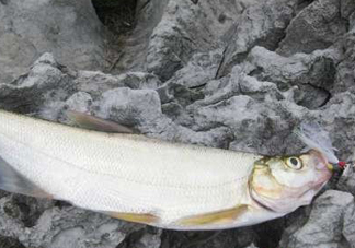 翹嘴魚是什么魚？翹嘴魚是淡水魚嗎