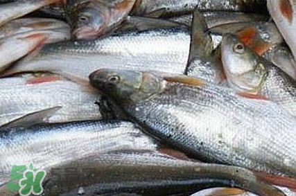 馬口魚怎么釣？馬口魚什么時候釣最好