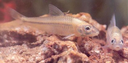 馬口魚能養(yǎng)殖嗎？馬口魚怎么養(yǎng)？