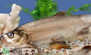 翹殼魚怎么做好吃？翹殼魚刺多嗎