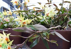 鐵皮石斛怎么養(yǎng)？鐵皮石斛盆栽種植方法