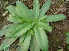 刺兒菜是蒲公英嗎？刺兒菜和蒲公英的區(qū)別