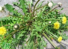 刺兒菜是蒲公英嗎？刺兒菜和蒲公英的區(qū)別