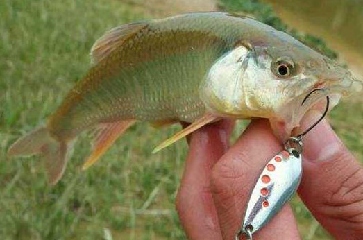 釣馬口魚用什么餌料？釣馬口魚用什么打窩？