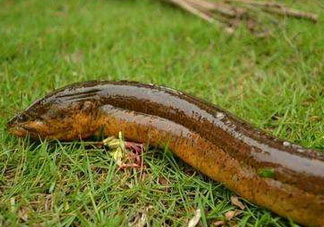 鱔魚可以養(yǎng)多久？鱔魚怎么養(yǎng)？