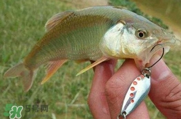 馬口魚(yú)怎么吃？馬口魚(yú)怎么做好吃？