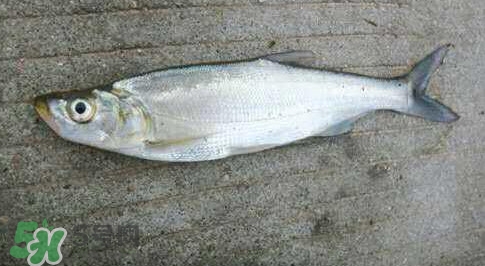 釣翹嘴魚用什么餌料好？翹嘴魚什么時候好釣