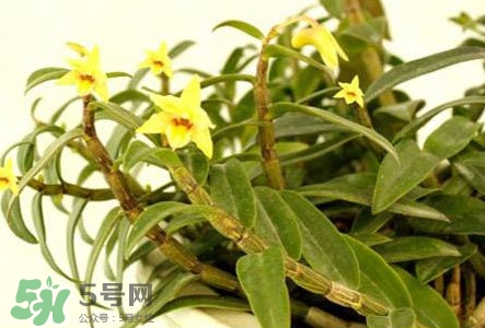 鐵皮石斛花多少錢一斤2017？石斛花多少錢一斤