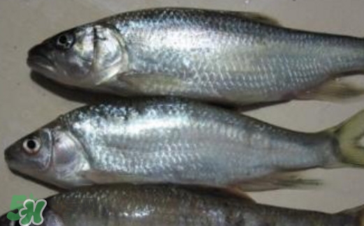 馬口魚喜歡吃什么？馬口魚一般生長在什么地方