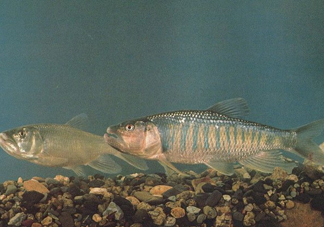 馬口魚是海魚嗎？馬口魚是什么魚