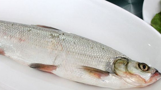 翹嘴魚是白條嗎？翹嘴魚和白條的區(qū)別