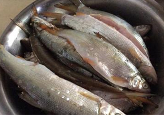 孕婦可以吃白條魚嗎？白條魚孕婦能吃嗎？