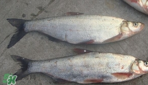 翹嘴魚是什么魚？翹嘴魚是淡水魚嗎