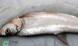 翹嘴魚是什么魚？翹嘴魚是淡水魚嗎