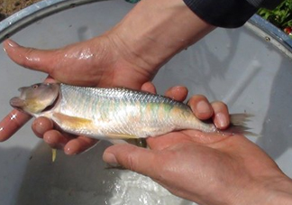 馬口魚喜歡吃什么？馬口魚一般生長(zhǎng)在什么地方