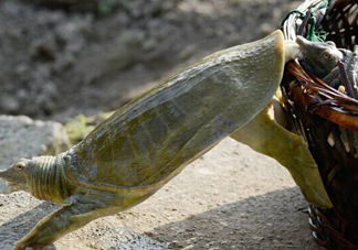 野生甲魚(yú)怎么養(yǎng)？野生甲魚(yú)如何養(yǎng)