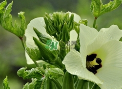 秋葵不焯水能吃嗎？秋葵怎么焯水？