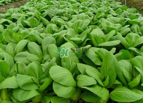 7月份種什么蔬菜？七月份適合種植哪些蔬菜？