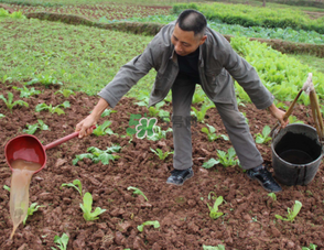 7月份種什么蔬菜？七月份適合種植哪些蔬菜？