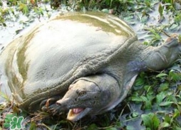 野生甲魚苗多少錢一只2017？野生甲魚苗價(jià)格