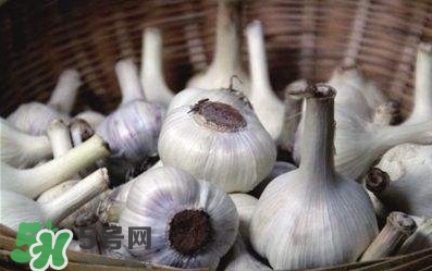 新蒜頭怎么保存不發(fā)芽？新蒜頭怎么存放