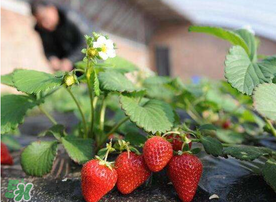 6月份可以種草莓嗎？草莓6月份可以種植嗎？