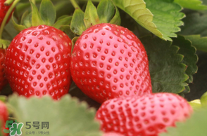 6月份可以種草莓嗎？草莓6月份可以種植嗎？