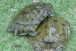 野生甲魚怎么養(yǎng)？野生甲魚如何養(yǎng)