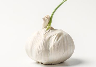 新蒜頭怎么保存不發(fā)芽？新蒜頭怎么存放