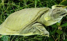 野生甲魚怎么養(yǎng)？野生甲魚如何養(yǎng)