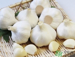 新蒜頭什么時候上市？新蒜頭幾月份上市