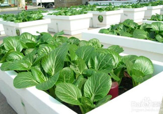 7月份種什么蔬菜？七月份適合種植哪些蔬菜？