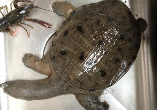 野生甲魚(yú)吃什么？野生甲魚(yú)幾年可以長(zhǎng)5斤？