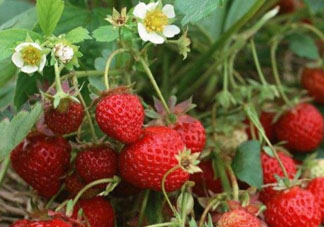 6月份可以種草莓嗎？草莓6月份可以種植嗎？