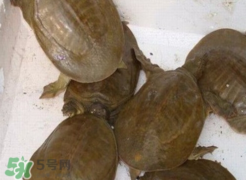 野生甲魚苗多少錢一只2017？野生甲魚苗價(jià)格