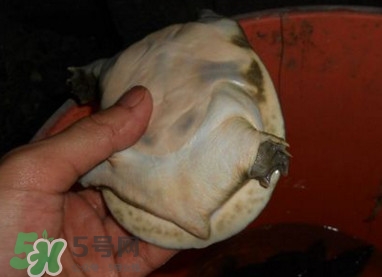 如何區(qū)分野生甲魚？野生甲魚辨識圖片