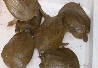 野生甲魚(yú)苗多少錢(qián)一只2017？野生甲魚(yú)苗價(jià)格