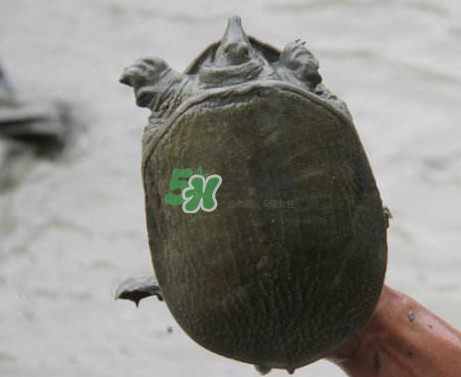 甲魚不能和什么一起吃？甲魚不能跟什么食物一起吃