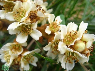 枇杷花怎么煲湯？枇杷花煲湯搭配什么最佳？