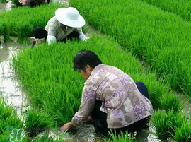 芒種種什么？芒種種什么疏菜？