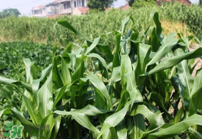 芒種種什么？芒種種什么疏菜？