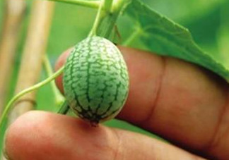 迷你西瓜是轉(zhuǎn)基因水果嗎？迷你西瓜是不是轉(zhuǎn)基因？