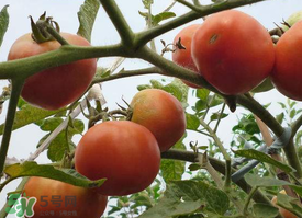 芒種吃什么水果？芒種吃什么水果好？