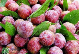 芒種吃什么水果？芒種吃什么水果好？